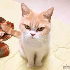 Возмущенный кот