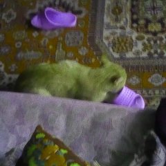 Зеленый кот из Рыжик дома