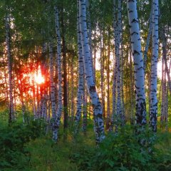 Березки и Олеся