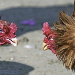 Бойцовые куриные петухи