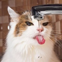 Год рыжего кота