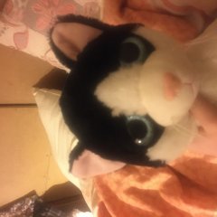 Кошечка