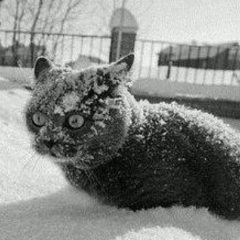 Кот в шоке