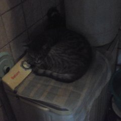 Котенок лайк