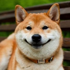 Собака