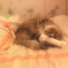Спящая Буся