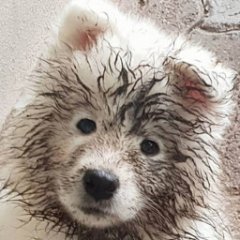 А вы давно гуляли под дождём
