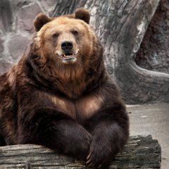 Американский Гризли