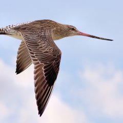 Bar-tailed godwit