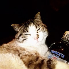 Барсик
