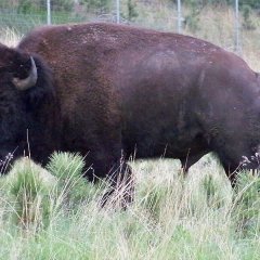 Bison