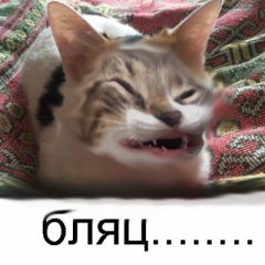 Бляц