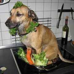 Блюдо собака