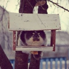 Чирик-чирик