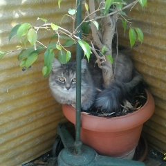 Грустны котик