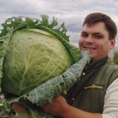 Капуста