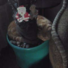 Косяк косевна