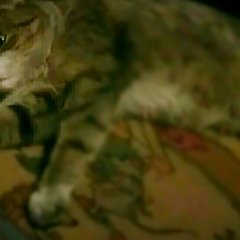 Кот Торгоякова Кирилла