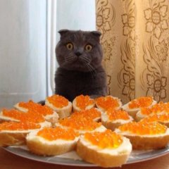 Кот в масленице