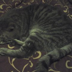 Котенок лайк