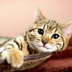 Милые котята