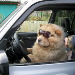 На встречу автофорума приезжал как-то рыжий и пушистый