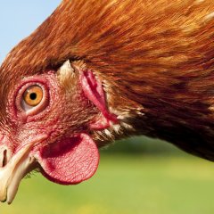 Петух смотрит клюв