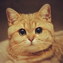 Пидриллла