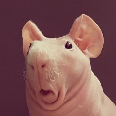 Свинья