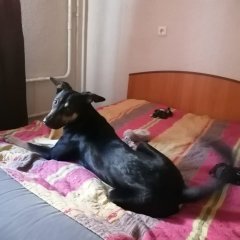 Борис пес