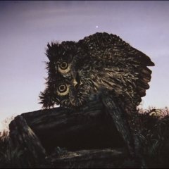 Филин