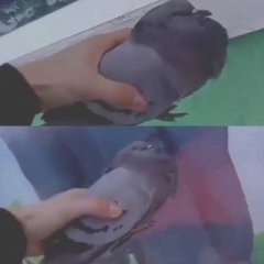 Голубь
