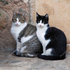 Кошки