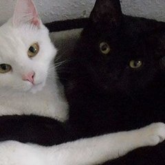 Кот и кошка