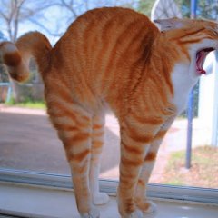 Кот орёт