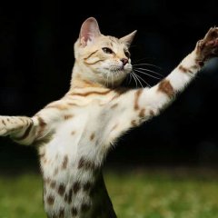 Кот с лапой
