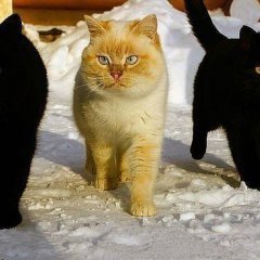 Кот с охраной