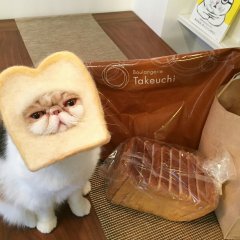 Кот