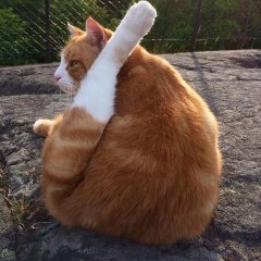 Кот