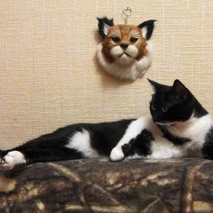 Котик