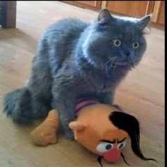 Котик