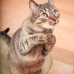 Котик