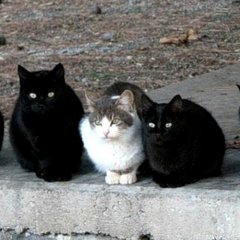 Коты