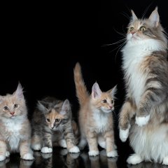 Коты
