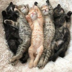 Котята