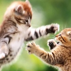 Котята