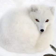 Песец