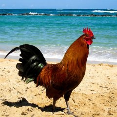Петух одичавший Кауаи - Feral Rooster Kauai
