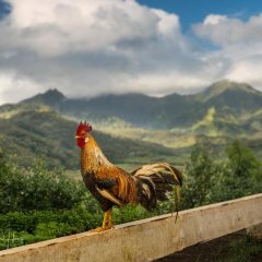 Петух одичавший Кауаи - Feral Rooster Kauai