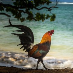 Петух одичавший Кауаи - Feral Rooster Kauai
